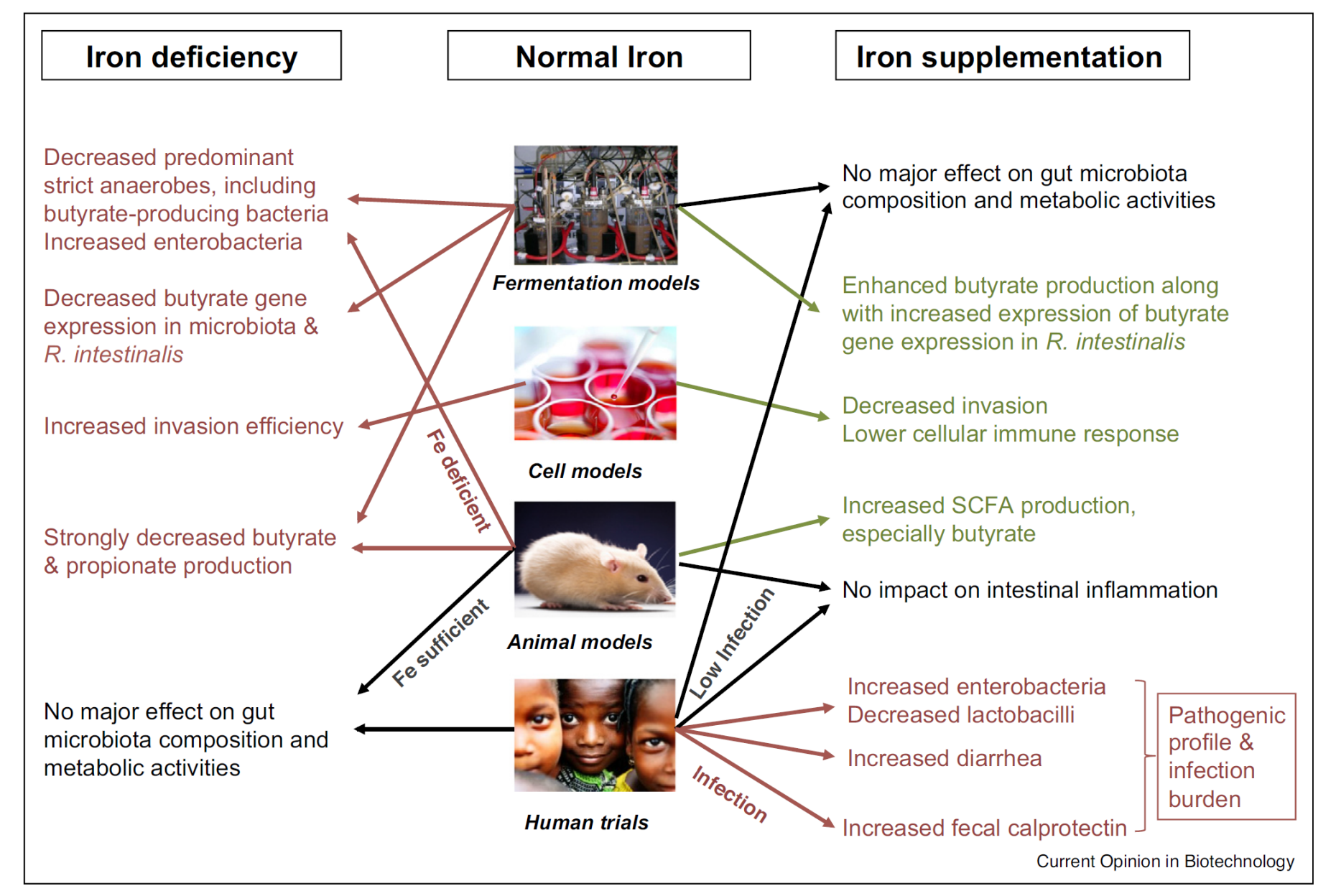 Enlarged view: Illustration of an integrated multiscale strategy used to investigate mechanisms of iron deficiency and iron supplementation on gut microbiota andgut health of African infants and children: negative (red), and neutral (black) and positive effects (green). (Lacroix et al. 2015 Current Opinion in Biotechnology 32:149)