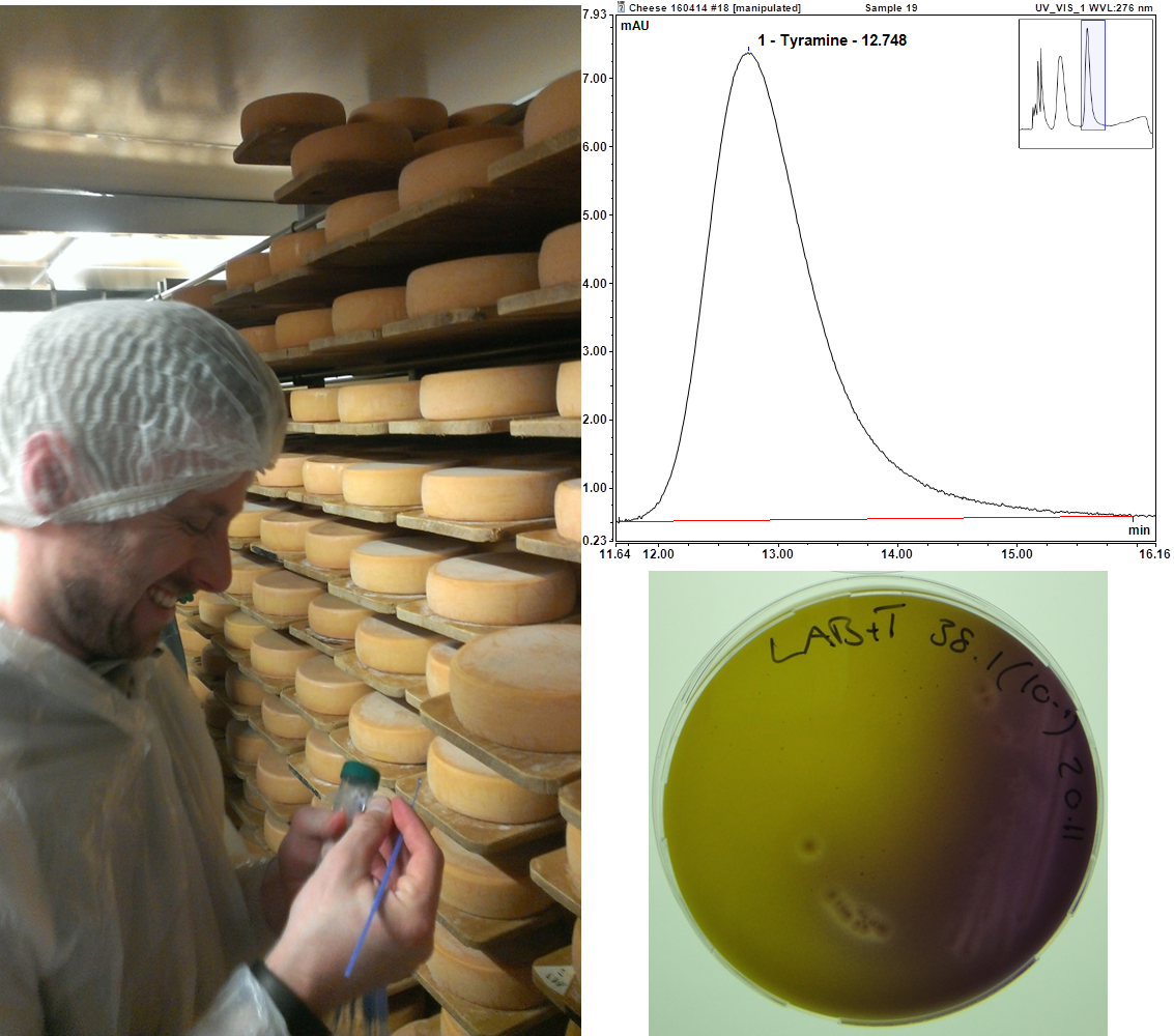 Enlarged view: Cheese sampling for determination of tyramine concentration using HPLC analysis and qualitative detection of bacterial producers using a chromogenic medium 