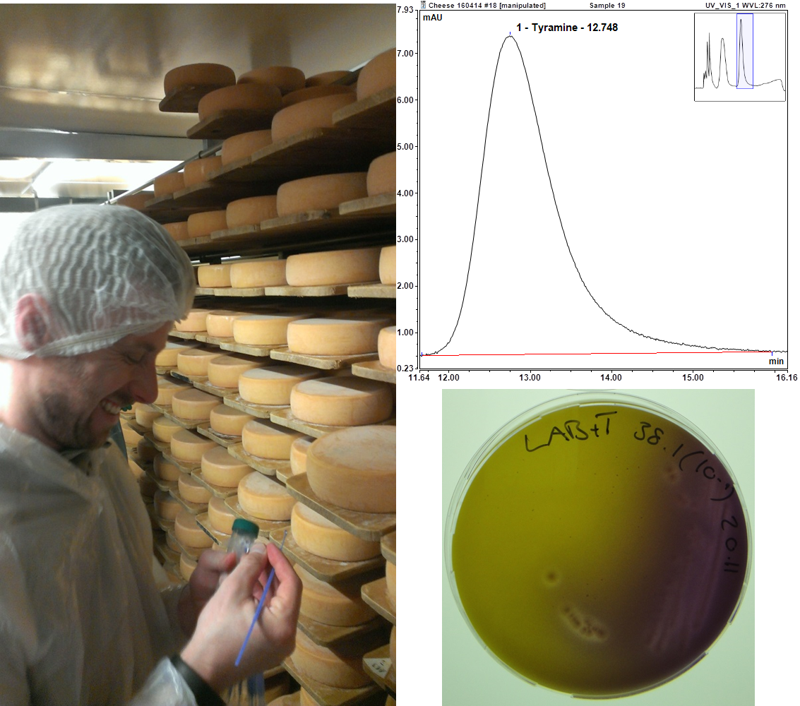 Reduction Of Tyramine In Fermented Foods Bundesamt Fur Lebensmittelsicherheit Und Veterinarwesen Blv Laboratory Of Food Biotechnology Eth Zurich